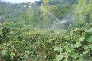 Tarım Desteği Havaalanını Geçti