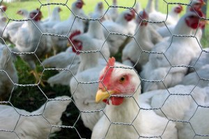 Doğal Ortamda Tavuk Çiftliği Kurdular