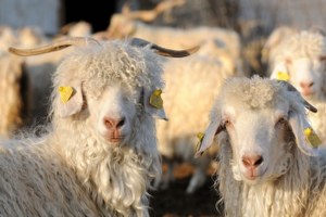 Renkli Tiftik Keçileri Koruma Altına Alınıyor