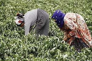 Urla`da Üretici Kadın Kooperatifi Kuruldu