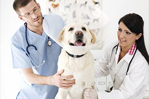 Veteriner Tıbbi Ürünler Yönetmeliği`nde Değişiklik