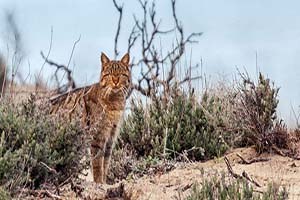 Yaban kedisi objektiflere takıldı