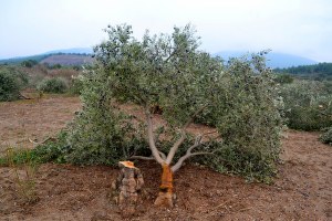 Yırca`da Katledilen Zeytin Ağaçlarını Koruma Görevi Köylünün