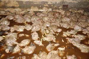 22 Bin Tavuk Boğularak Telef Oldu