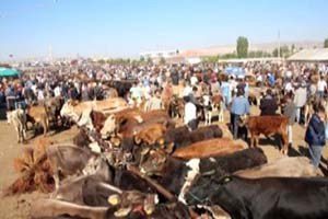 Karantina Altındaki Gümüşhacıköy Hayvan Pazarı Yeniden Açıldı