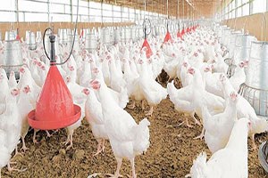 Beyaz etçiler AB Japonya ve Çin pazarına göz dikti