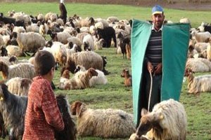 Sürü Yöneticiliği, Sosyal Güvenceli Meslek Haline Geliyor