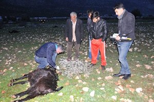 Demre`de Keçiler Telef Oldu