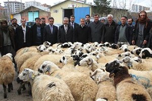 Diyarbakır`da Damızlık Koç Dağıtımı Yapıldı