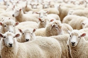 ESK`dan küçükbaş hayvancılığa destek