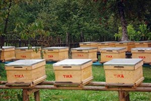 Eski Kovanlar, Arıları Öldürüyor, Bal Kalitesini Düşürüyor`