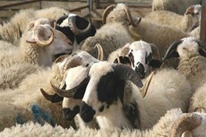 Kilis`te hayvan kaçakçılığı