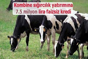Kombine sığırcılık yatırımına 7.5 milyon lira faizsiz kredi