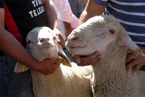 Dar Gelirli Vatandaşlara Küçükbaş Hayvan Desteği