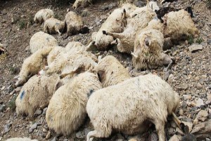 Konya`da kurtlar 25 koyunu telef etti