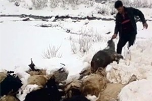 Kulp`ta Ahır Yıkıldı 21 Hayvan Telef Oldu