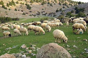 Küçükbaş Hayvanlarda `Mavi Dil Hastalığı` İçin Aşı Çağrısı