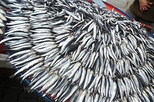 Ortadoğu`da Sürdürülebilir Su Ürünleri Yetiştiriciliği 3. Eğitim Programı