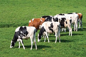 Samsun`da Hayvancılığa 7.9 Milyon Liralık Büyük Destek