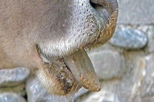 Güney Kore`deki Şap Hastalığı, Ülkenin İkinci Başkentine Sıçradı