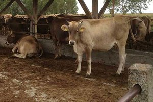 Sığır dışkısından yağ üretti