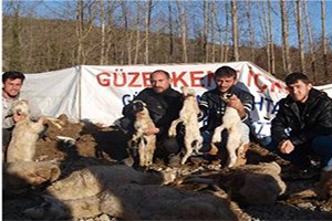 Sinop`ta Koyunları Telef Olan Üreticiler Yardım Bekliyor