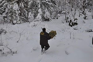 Yaban ve Sokak Hayvanları İçin 6 Ton Yem Bırakıldı