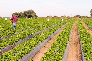 Çiftçi Toprağını Değil Ürününü Satmayı Düşünmeli