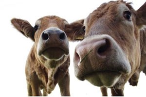 Adıyaman`da Şap Karantinası