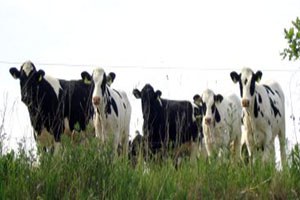 Batmanda 1,5 Milyon TL Hayvancılık Desteği Verilecek