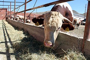 DAP Kapsamında Besicilere Destek Sunulacak