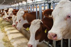 Damızlık Sığır İşletmeleri İçin Destekleme Başvuruları Başladı