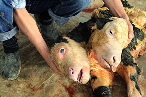 Gözlerinize inanamayacaksınız !