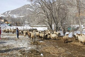 Hakkari`de Küçükbaş Hayvanların Yavru Atması Çiftçileri Perişan Etti