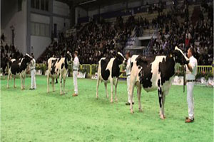 İnekler Güzellik ve Süt Verimi İçin Yarışacak