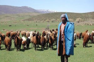 Kırıkkale`de Sürü Yönetimi Kursu Açılacak