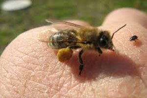 Arıcıların `Korkulu Rüyası` Böcekler, Amerika`dan İtalya`ya Ulaştı