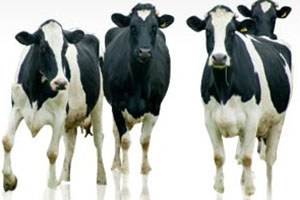 Malkara`da Süt Sığırcılığı ve Koyun Yetiştiriciliği Kursları Açıldı