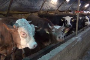 Samsun Tekkeköy`de `Sığır Çiçeği` Karantinası