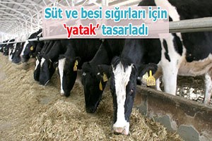 Süt ve besi sığırları için `yatak` tasarladı