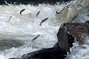 Timar İncisi Literatüre Kazandırıldı