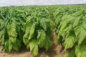 Türk tütününün sonu geliyor