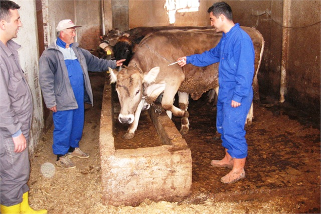 Havza`da Bahar Dönemi Aşılama Kampanyası Başladı