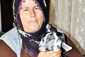 Besni`de Çift Başlı Oğlak Dünyaya Geldi