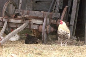 Boğaz Manzaralı Milyonluk Kümes