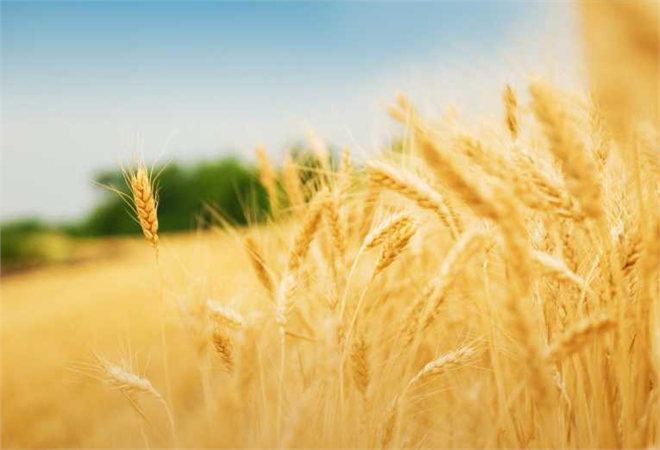 Tkdk, Ipard-2 Programı Üzerinden Hibe Desteği Verecek