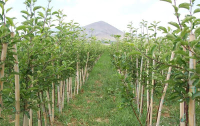 Osmaniye`de Çiftçilere Fidan Desteği