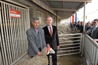 Kar ve Lodosun Vurduğu Bursalı Çitfçilerin Bedava Koyun Sevinci