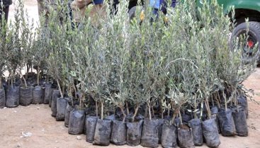 Karaman`da Çiftçilere Meyve Fidanı Dağıtıldı