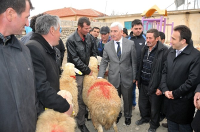 Karaman`da Üreticilere Damızlık Koç Dağıtıldı